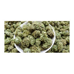 Fleurs de Chanvre Dïocca88 inférieur à 0,2% de THC \ 5% de CBD