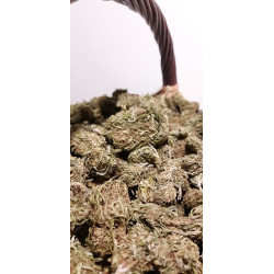 Fleurs de Chanvre Kompolti inférieur à 0,2% de THC \ 5% de CBD